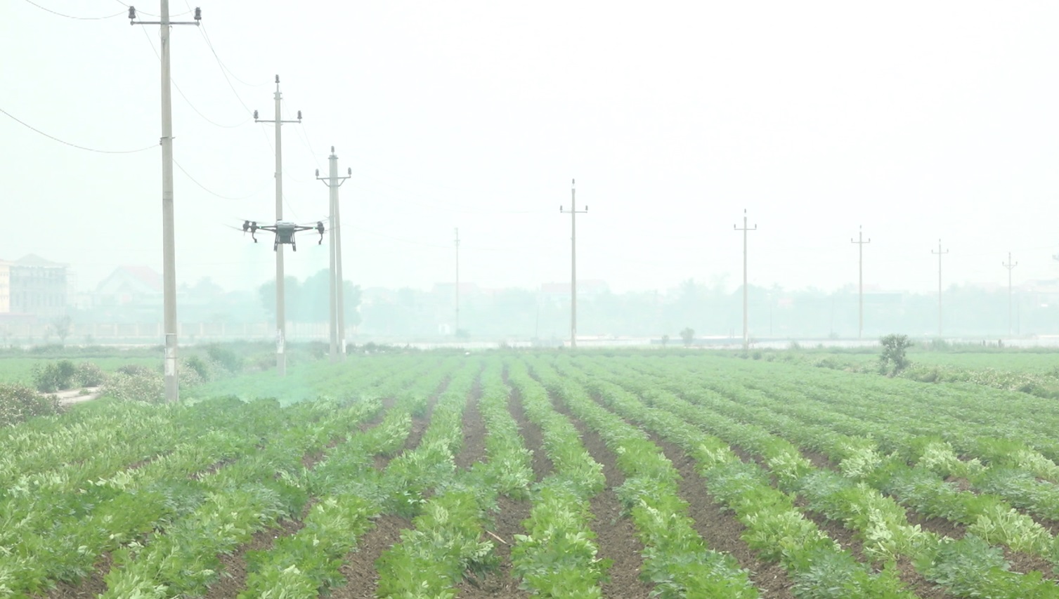 35,6 ha khoai tây xuân hè ở xã Dân Chủ (Tứ Kỳ) được bao tiêu sản phẩm