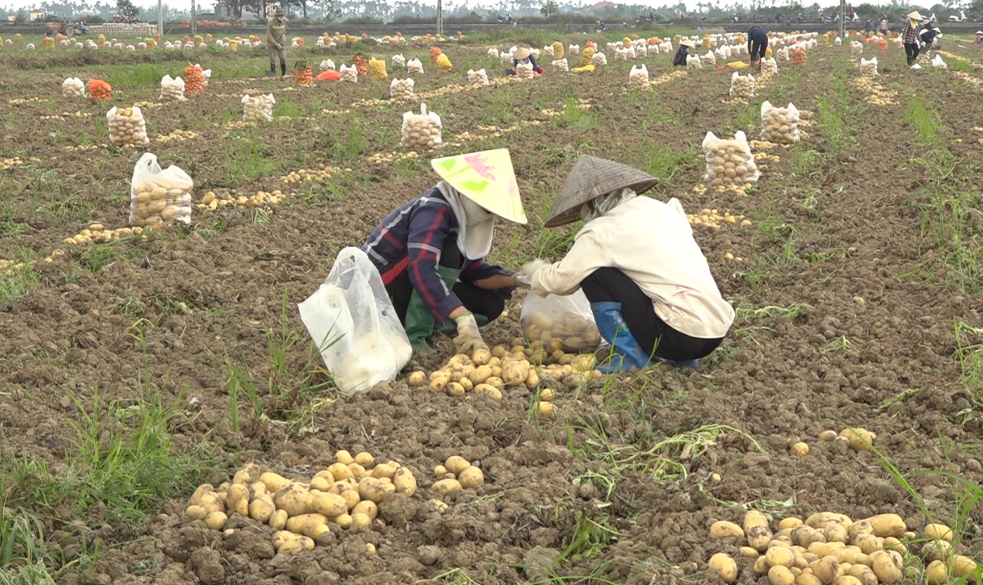 Mô hình liên kết trồng khoai tây ở thị xã Kinh Môn cho hiệu quả cao
