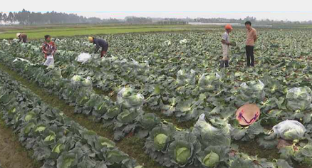 GIÁ RAU CẢI BẮP, SU HÀO TĂNG MẠNH, NÔNG DÂN THU LÃI CAO