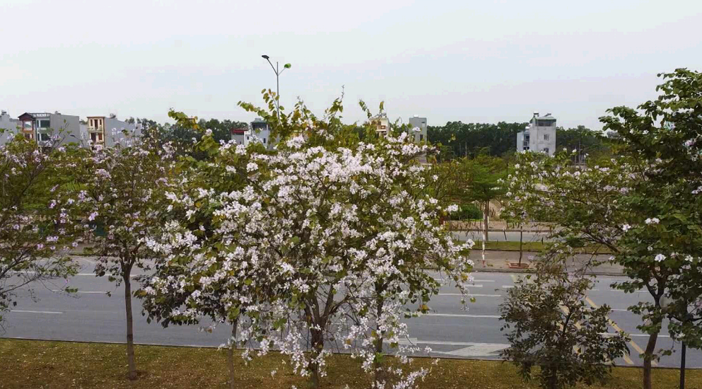 THÀNH ĐÔNG NGÀY MỚI: TP Hải Dương quan tâm phát triển cây xanh, trồng hoa trong đô thị