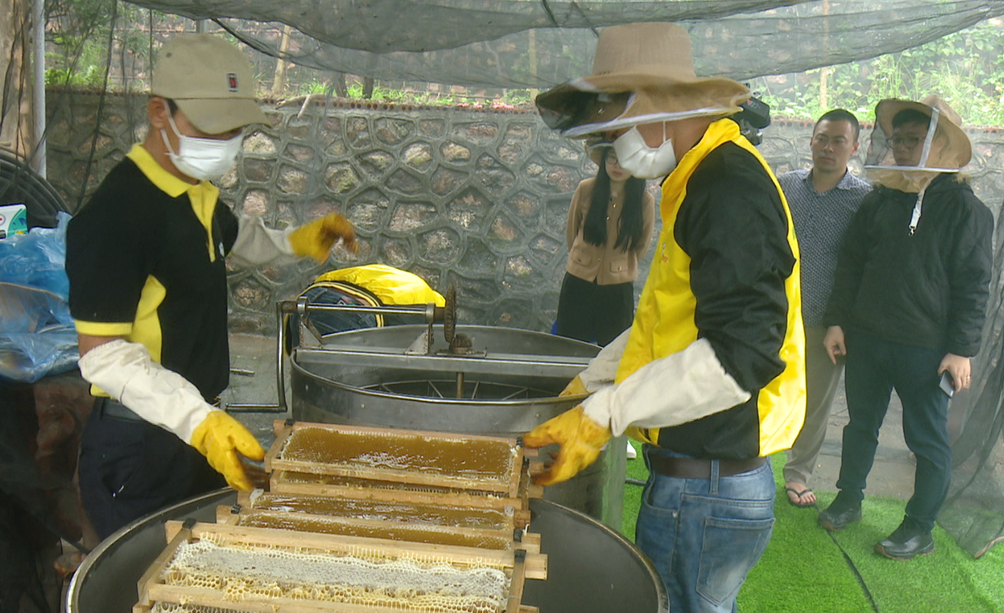 Thúc đẩy phát triển nghề nuôi ong và khai thác mật ong ở Chí Linh