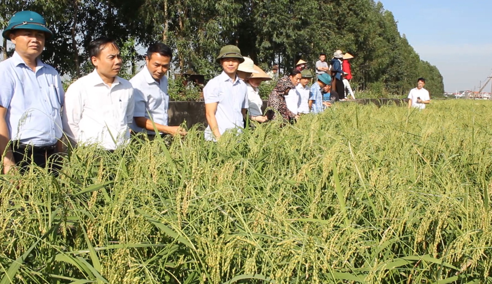 PHỤC TRÁNG VÀ PHÁT TRIỂN BỀN VỮNG GIỐNG LÚA NẾP CÁI HOA VÀNG KINH MÔN