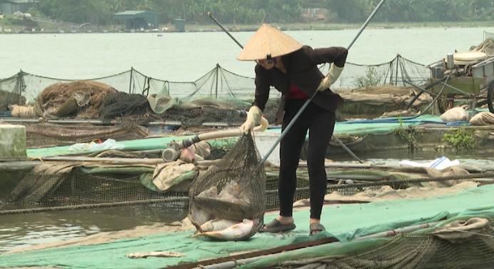 KHÔNG PHÁT HIỆN BỆNH, CHẤT TỒN DƯ TRONG MẪU CÁ NUÔI LỒNG CHẾT