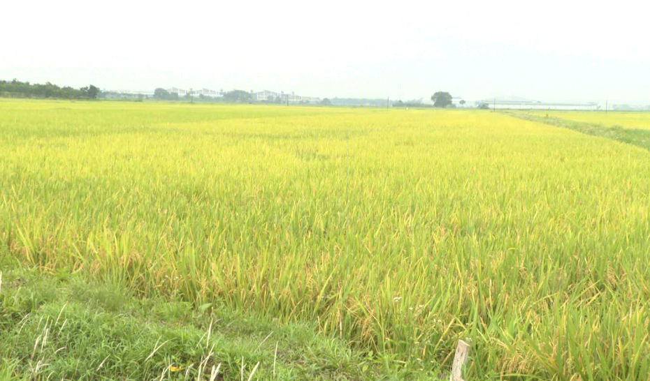 Hiệu quả tích tụ ruộng đất sản xuất lúa hàng hóa quy mô lớn