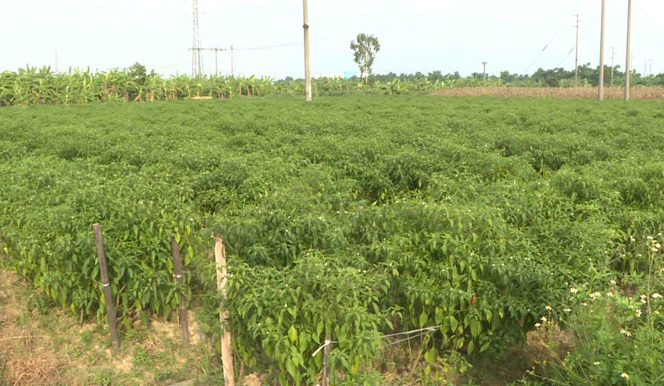 Mô hình trồng ớt chỉ thiên ở xã Cộng Hòa được bao tiêu sản phẩm