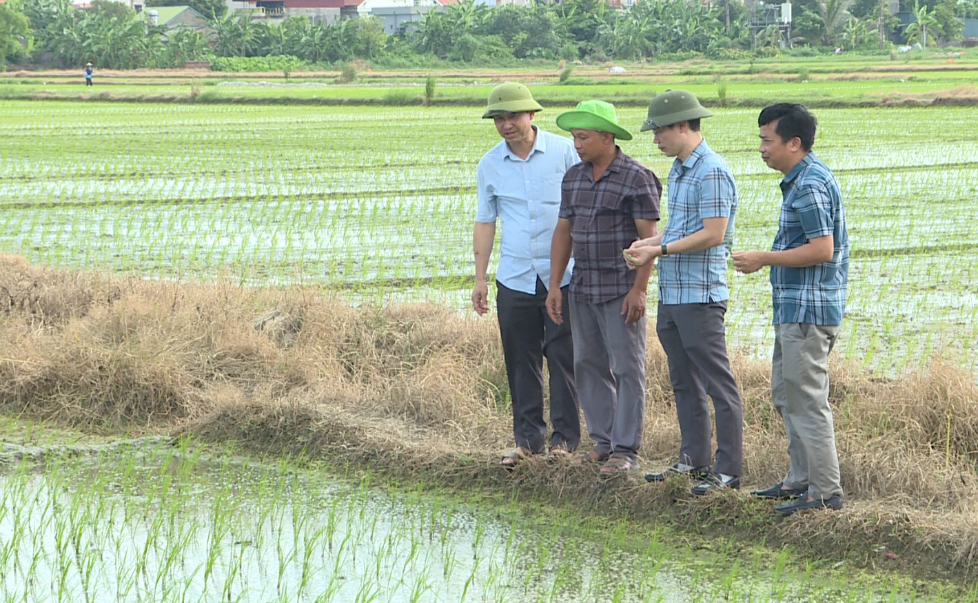 Tập trung chăm sóc và bảo vệ lúa mùa mới gieo cấy