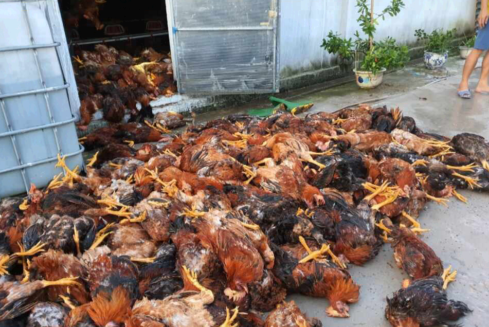 Sét đánh gây thiệt hại gần 6000 con gà tại trang trại ở xã Thượng Quận