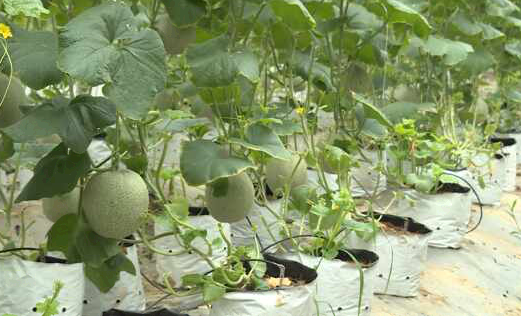Huyện Kim Thành 37.000 lượt hộ nông dân sản xuất kinh doanh giỏi