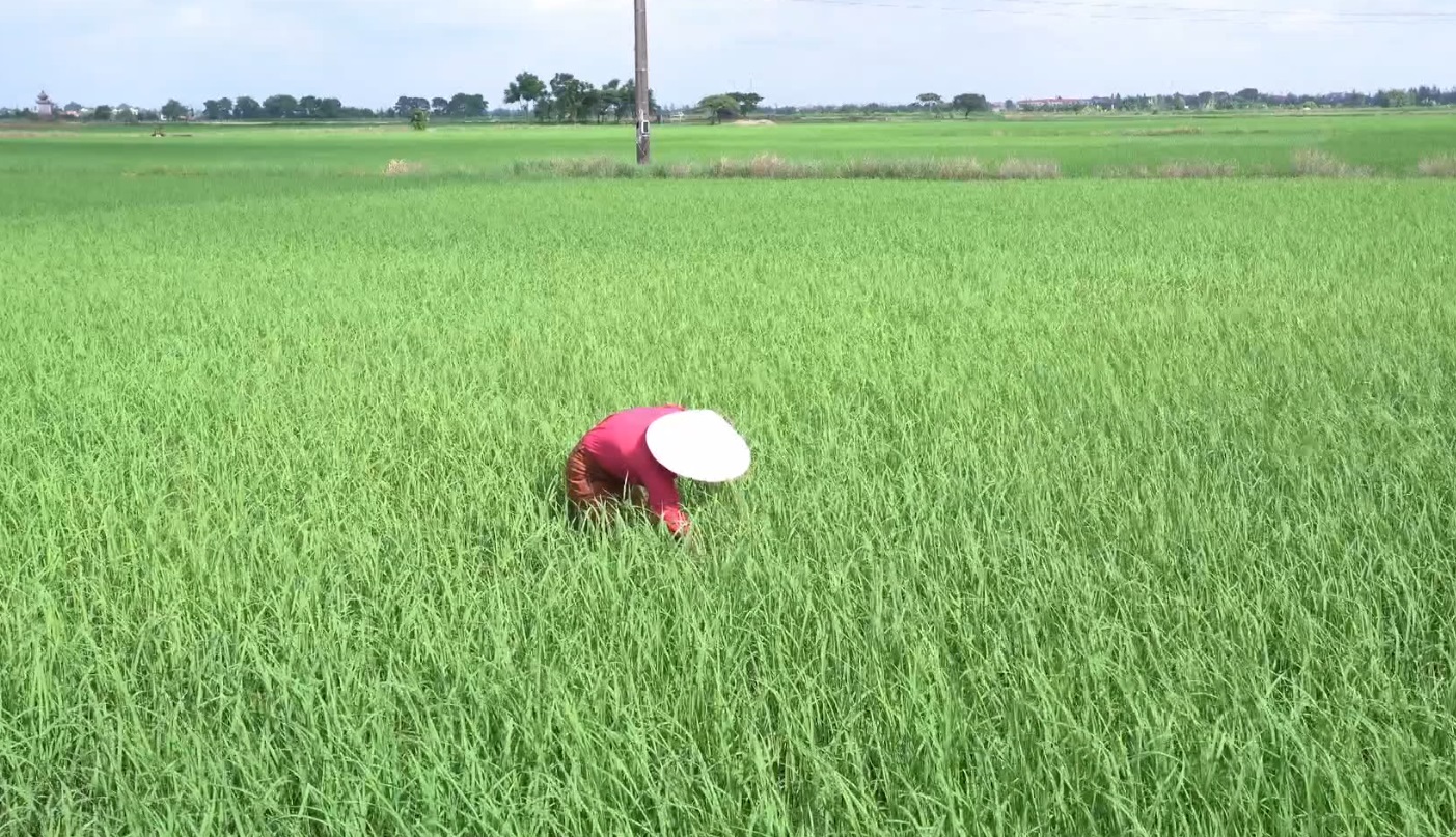 ĐỒNG HÀNH CÙNG NHÀ NÔNG: CHĂM SÓC VÀ PHÒNG TRỪ SÂU BỆNH HẠI LÚA GIAI ĐOẠN ĐẺ NHÁNH