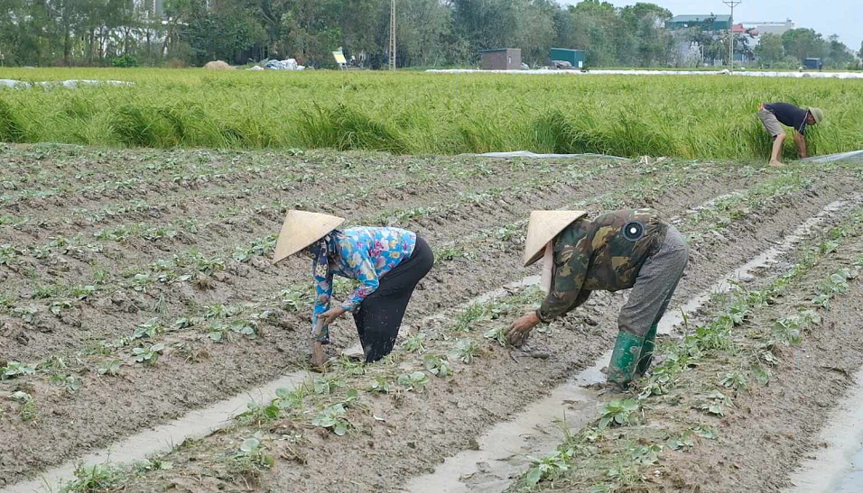 ĐỒNG HÀNH CÙNG NHÀ NÔNG: PHÒNG, CHỐNG NGẬP ÚNG, BẢO VỆ CÂY TRỒNG