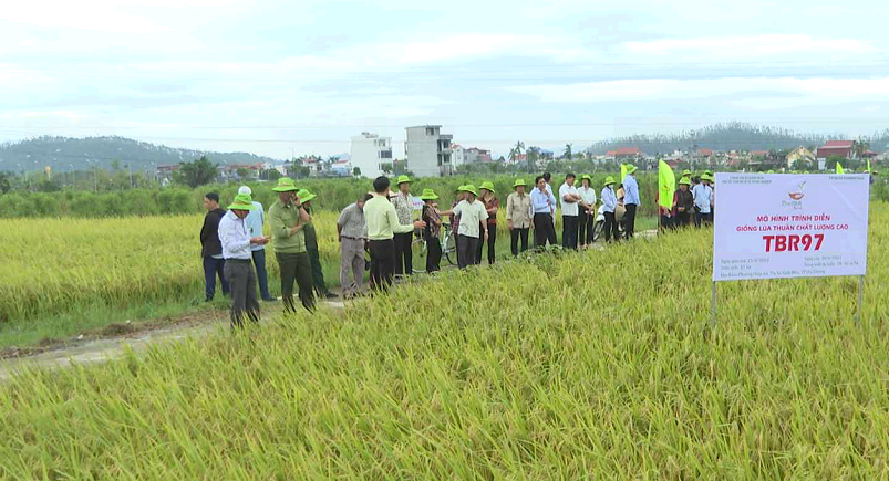 TRIỂN VỌNG GIỐNG LÚA MỚI TBR97 TRÊN ĐẤT 2 VỤ LÚA 1 VỤ MÀU