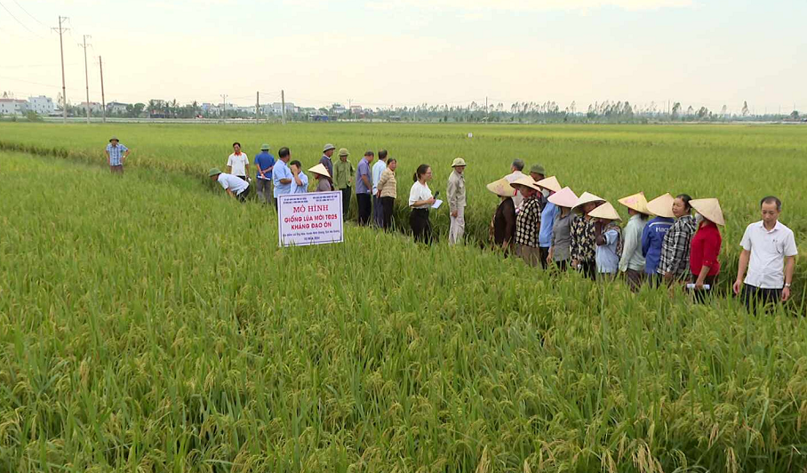 GIỐNG LÚA THUẦN MỚI TĐ25 PHÙ HỢP VỚI SẢN XUẤT HÀNG HÓA TẬP TRUNG