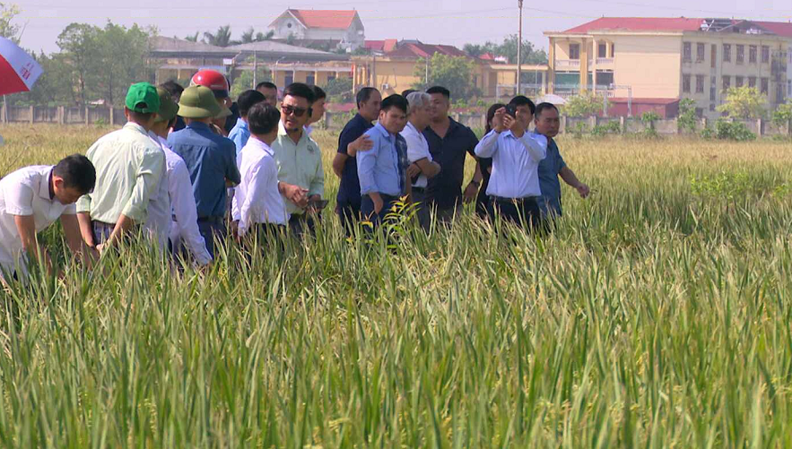 SỬ DỤNG PHÂN BÓN NPK SUMO CHĂM SÓC LÚA CHO NĂNG SUẤT CAO