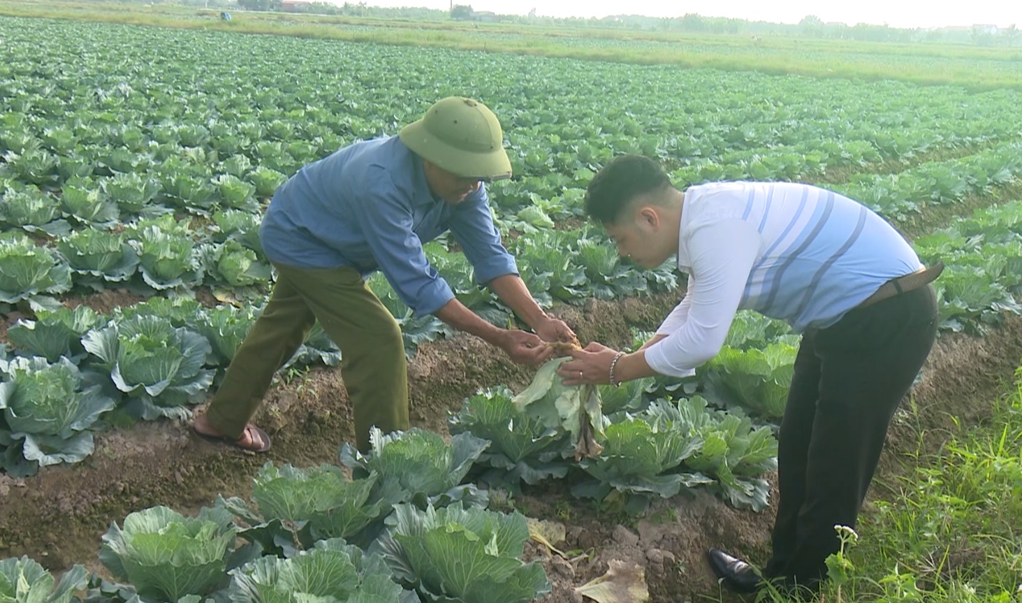 ĐỒNG HÀNH CÙNG NHÀ NÔNG: PHÒNG BỆNH THỐI NHŨN CHO BẮP CẢI