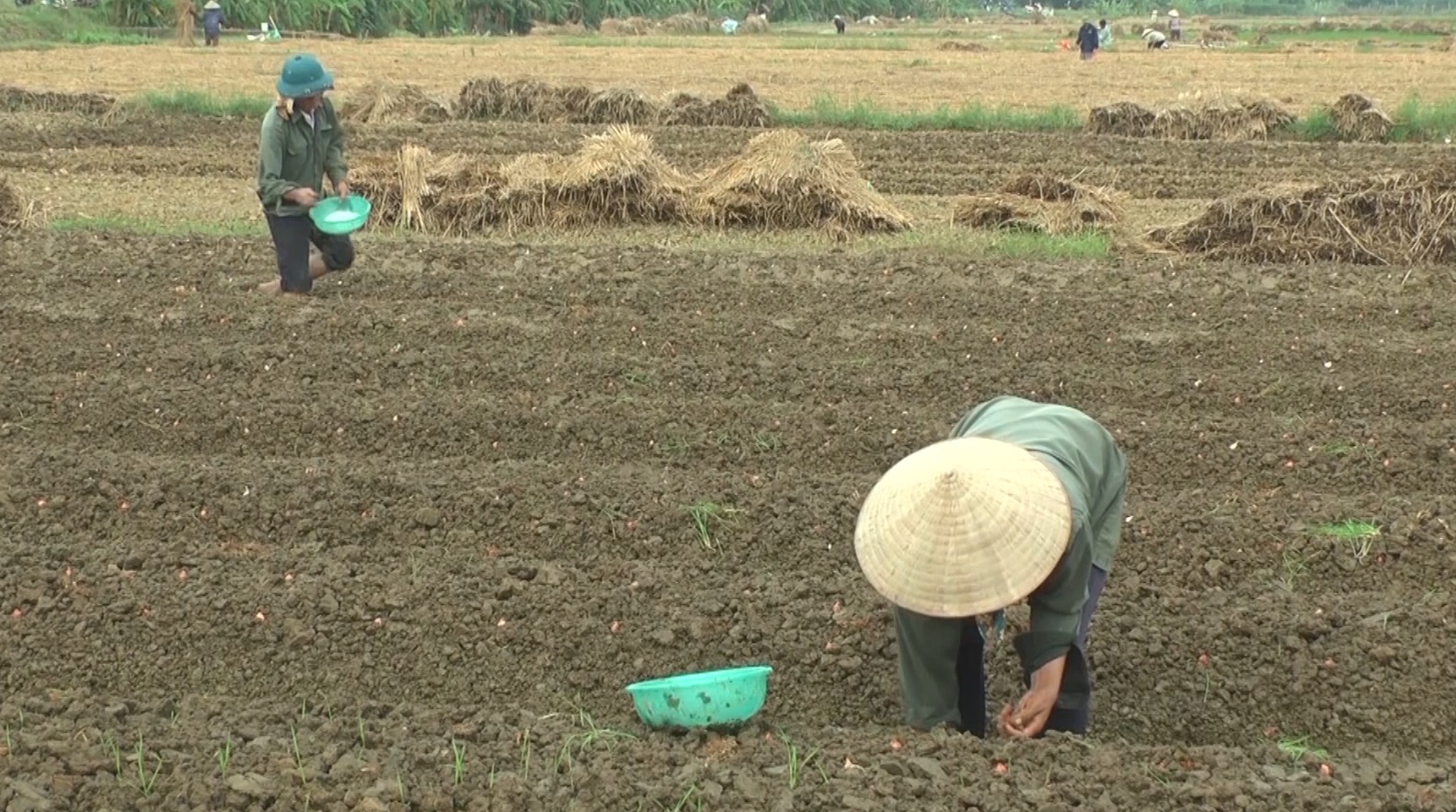 ĐỒNG HÀNH CÙNG NHÀ NÔNG: KỸ THUẬT TRỒNG VÀ CHĂM SÓC CÂY HÀNH