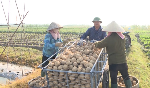 Giá bán tăng cao, người trồng củ đậu ở Kim Thành thắng lớn