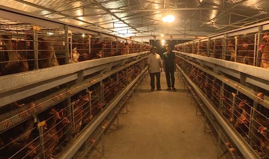 Người chăn nuôi gà Nam Sách chuẩn bị nguồn cung phục vụ Tết Nguyên Đán