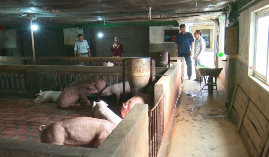 Tổ hợp tác xã chăn nuôi Nam Hưng tăng đàn vật nuôi phục vụ thị trường cuối năm