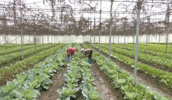 Nông dân Thanh Hà tường bước chuyển đổi số trong lĩnh vực nông nghiệp