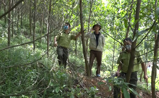 Phát triển kinh tế gắn với bảo vệ rừng