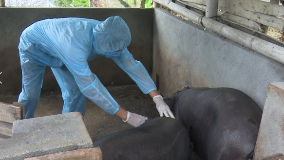 ĐHCNN: Phòng tái phát dịch tả lợn châu Phi