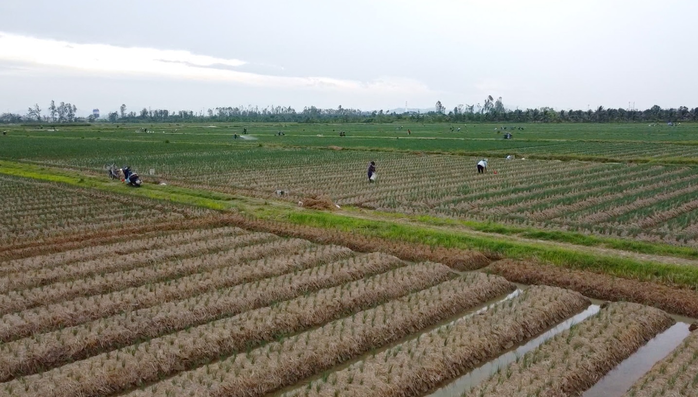 HOÀN THÀNH KẾ HOẠCH GIEO TRỒNG CÂY RAU MÀU VỤ ĐÔNG     