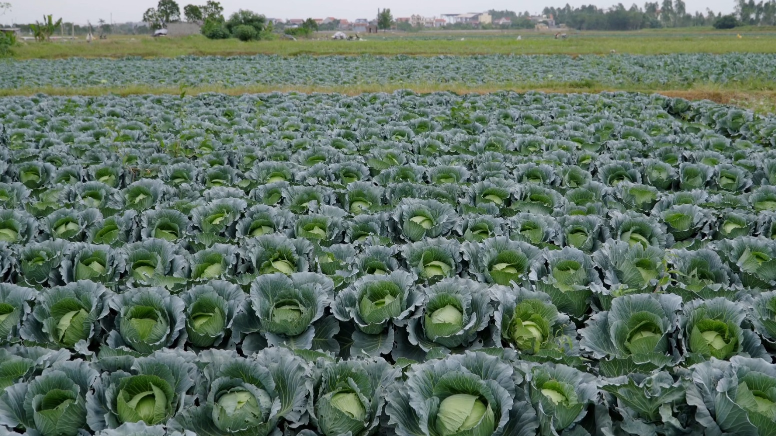 ĐỒNG HÀNH CÙNG NHÀ NÔNG: CHĂM SÓC BẮP CẢI GIAI ĐOẠN CUỐN BẮP