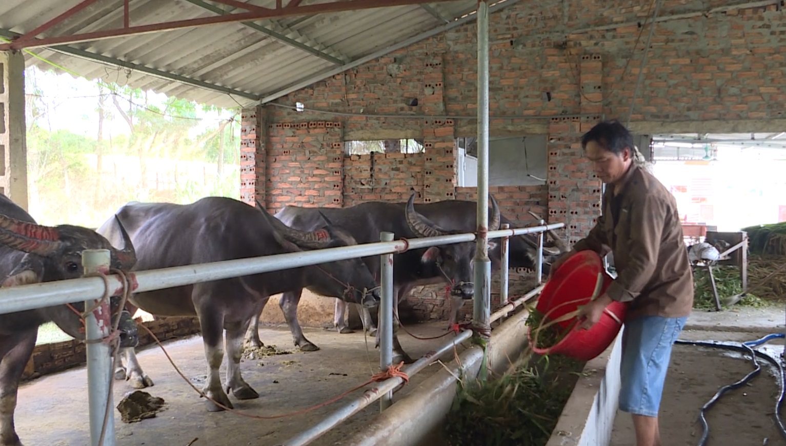 ĐỒNG HÀNH CÙNG NHÀ NÔNG: CHỦ ĐỘNG PHÒNG CHỐNG RÉT CHO ĐÀN VẬT NUÔI